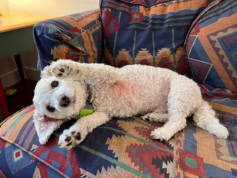 Image of a Bichon Frise