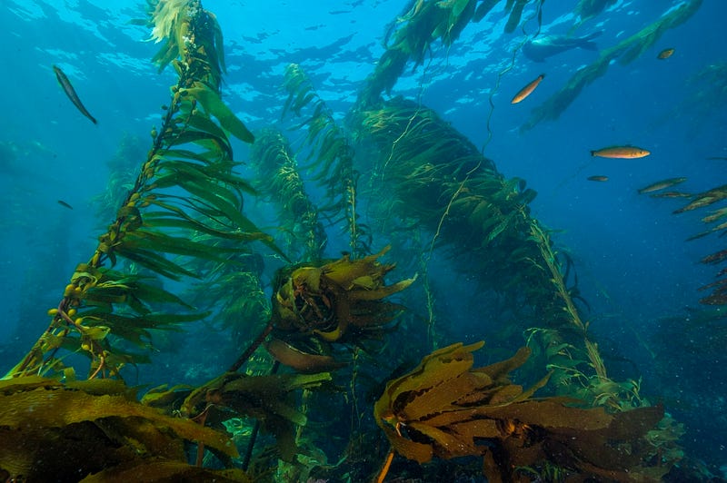 Kelp forests in the ocean