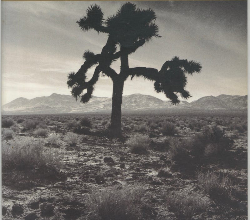 Joshua tree silhouette in the Mojave Desert