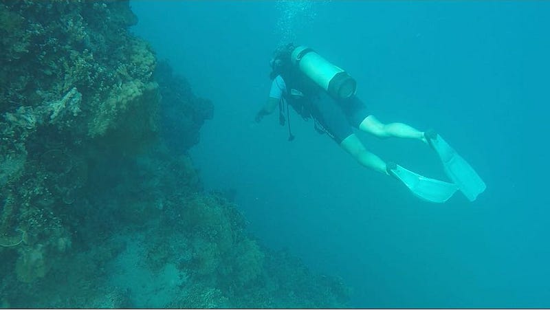 Underwater reef wall with vibrant marine life