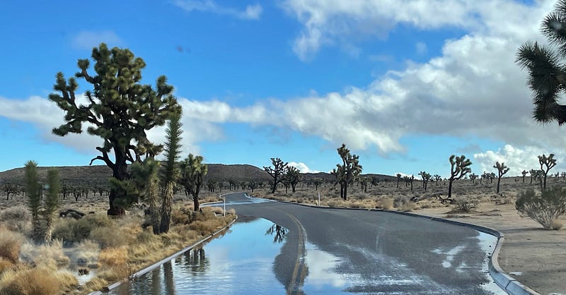 Joshua Tree National Park after winter rains