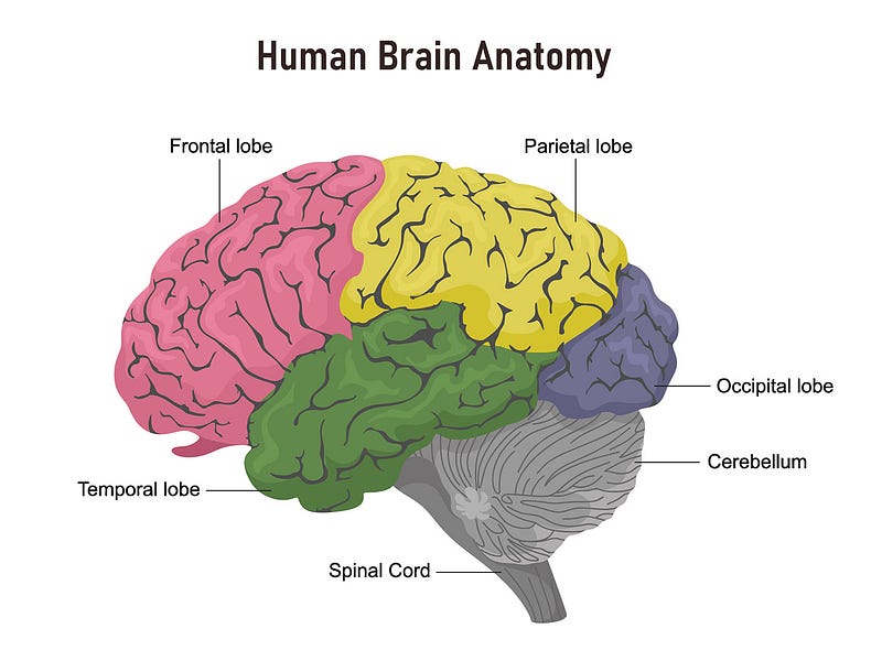 Brain regions affected by catatonia