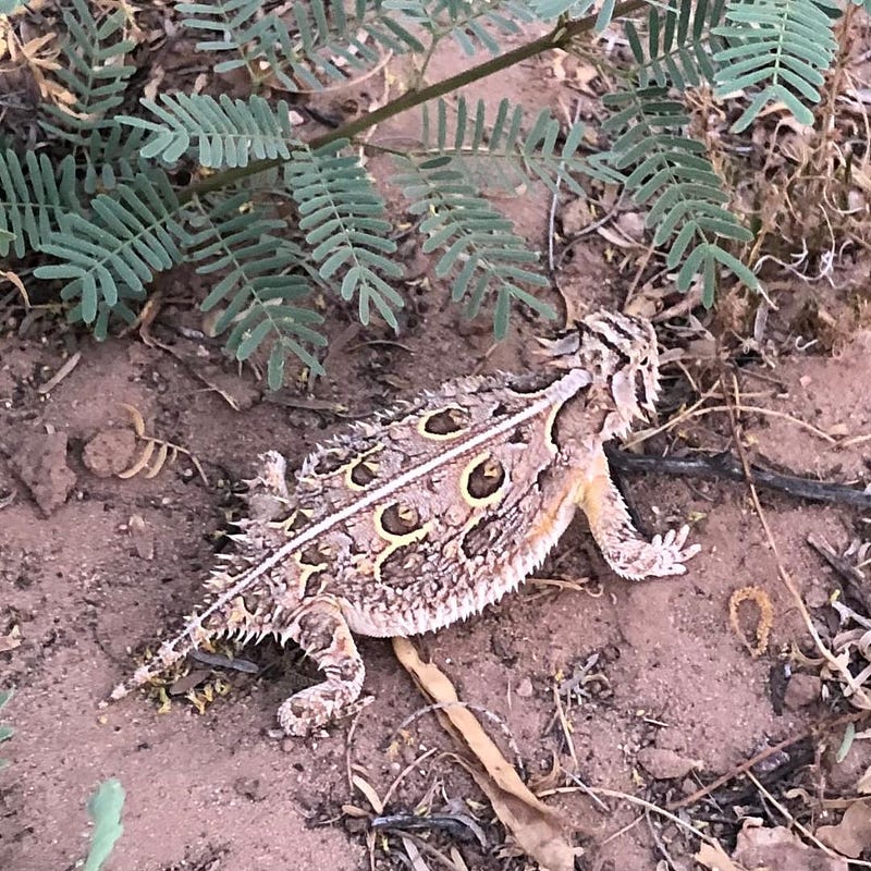 Texas Horny Toad in its natural habitat