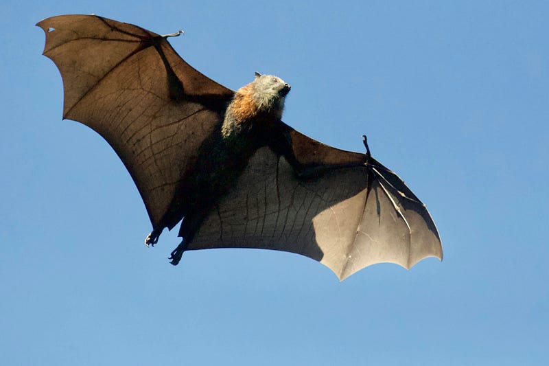 Bats and Their Vision Capabilities