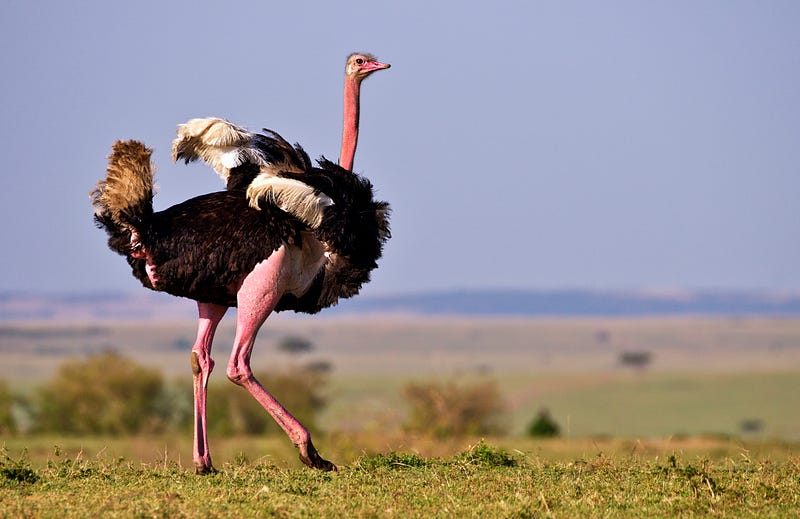 Ostriches and Their Unique Defense Mechanisms