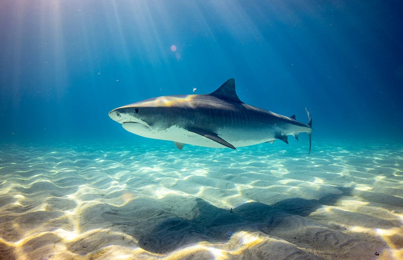 Sharks and Cancer Myths