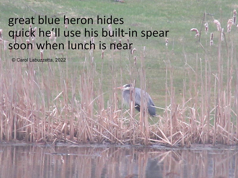 A Great Blue Heron in a natural setting.