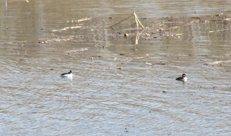 Male and female Buffleheads on the Mississippi River.