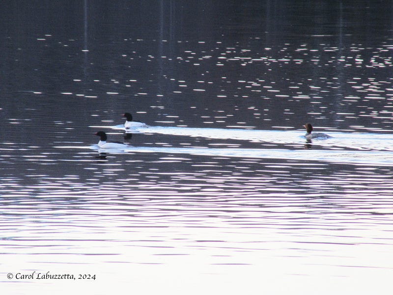 Common Mergansers on the lake.