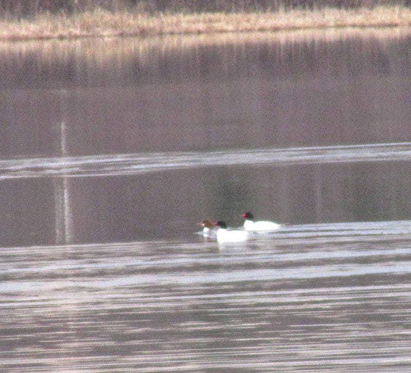 Waterfowl on the lake this week.