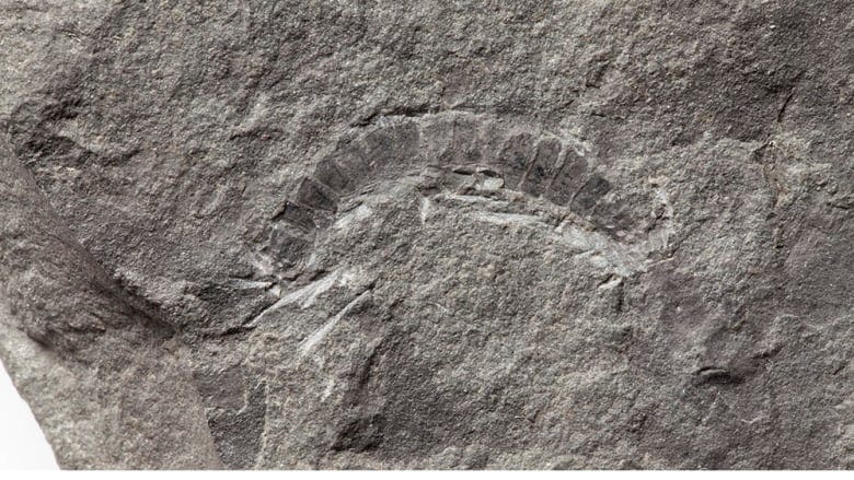 Fossil of the oldest land animal