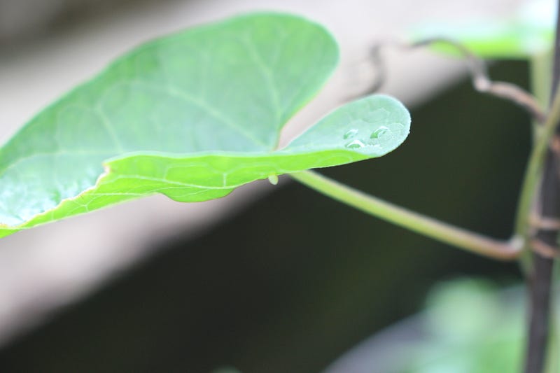 White Monarch egg on a Milkweed leaf