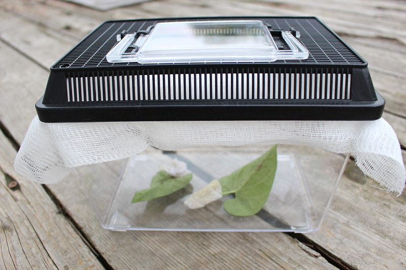 Caterpillar enclosures for Monarchs