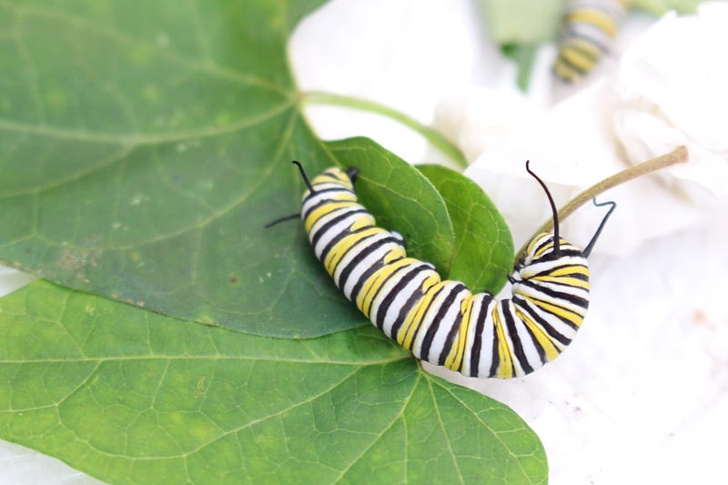 5th instar Monarch caterpillar