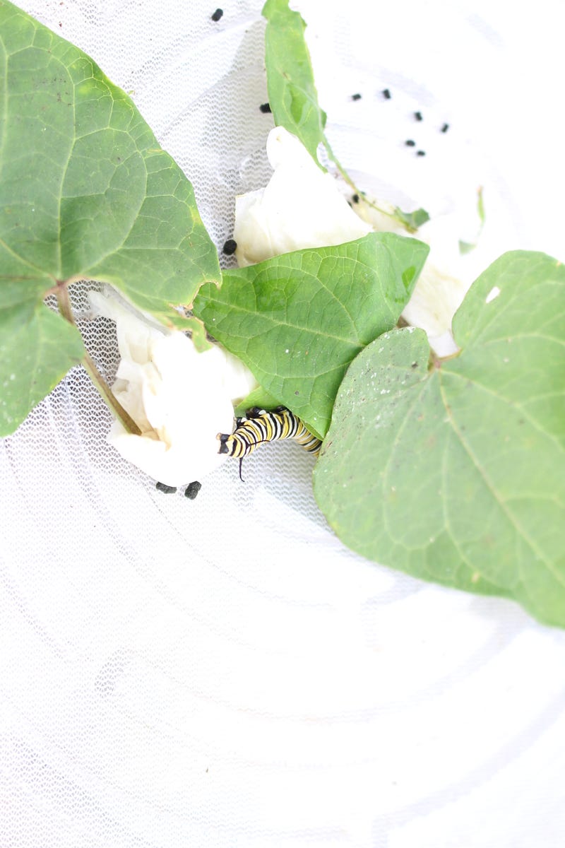 Caterpillar frass under a leaf