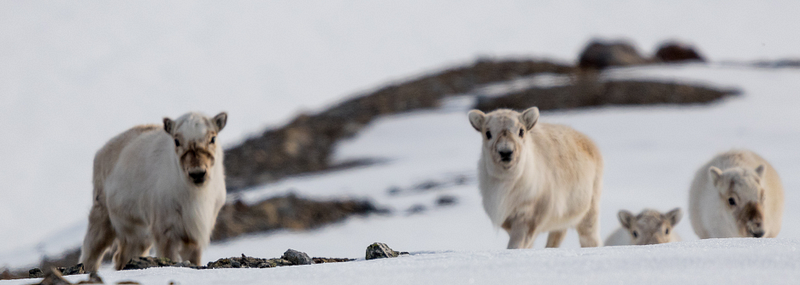 Reindeer foraging in Svalbard