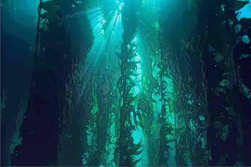 Kelp Forest Ecosystem