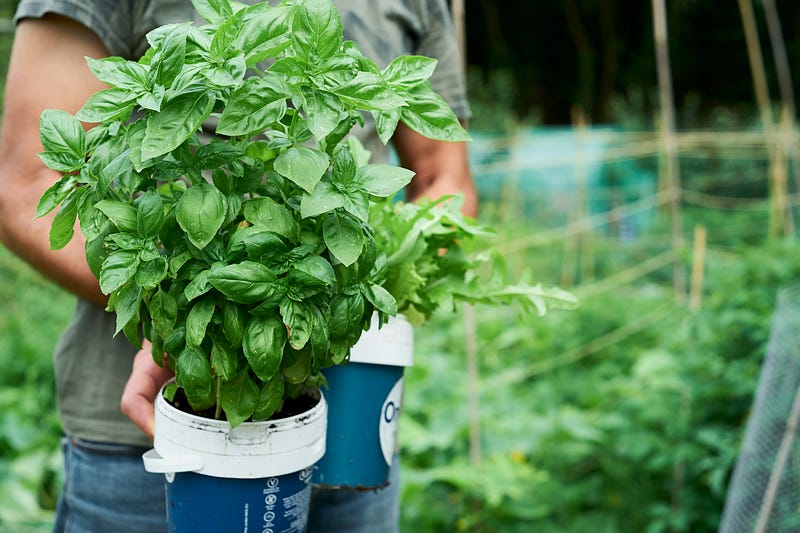 Basil plant growth tips