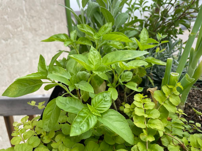 Author's flourishing herb garden