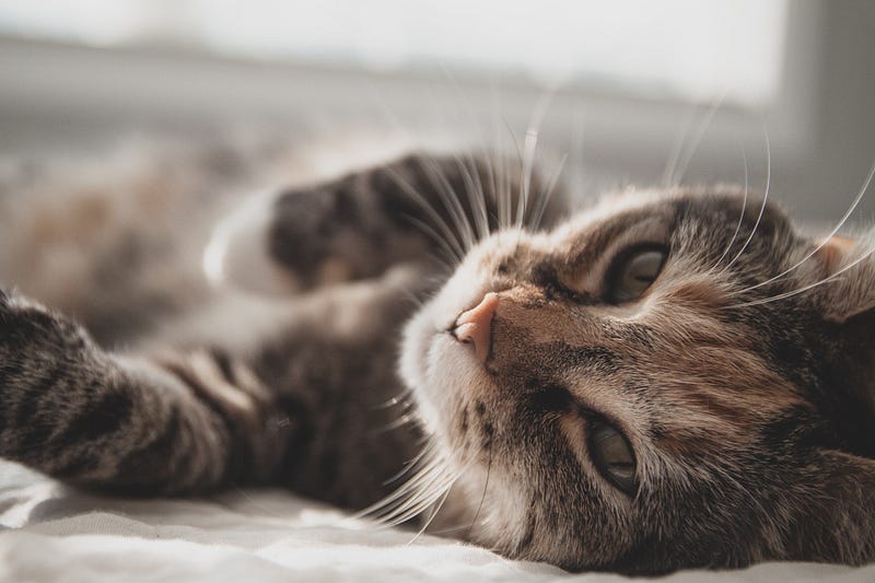 Cat enjoying gentle petting