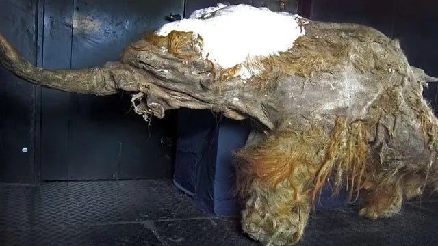 Japanese researchers extracting DNA from a mammoth