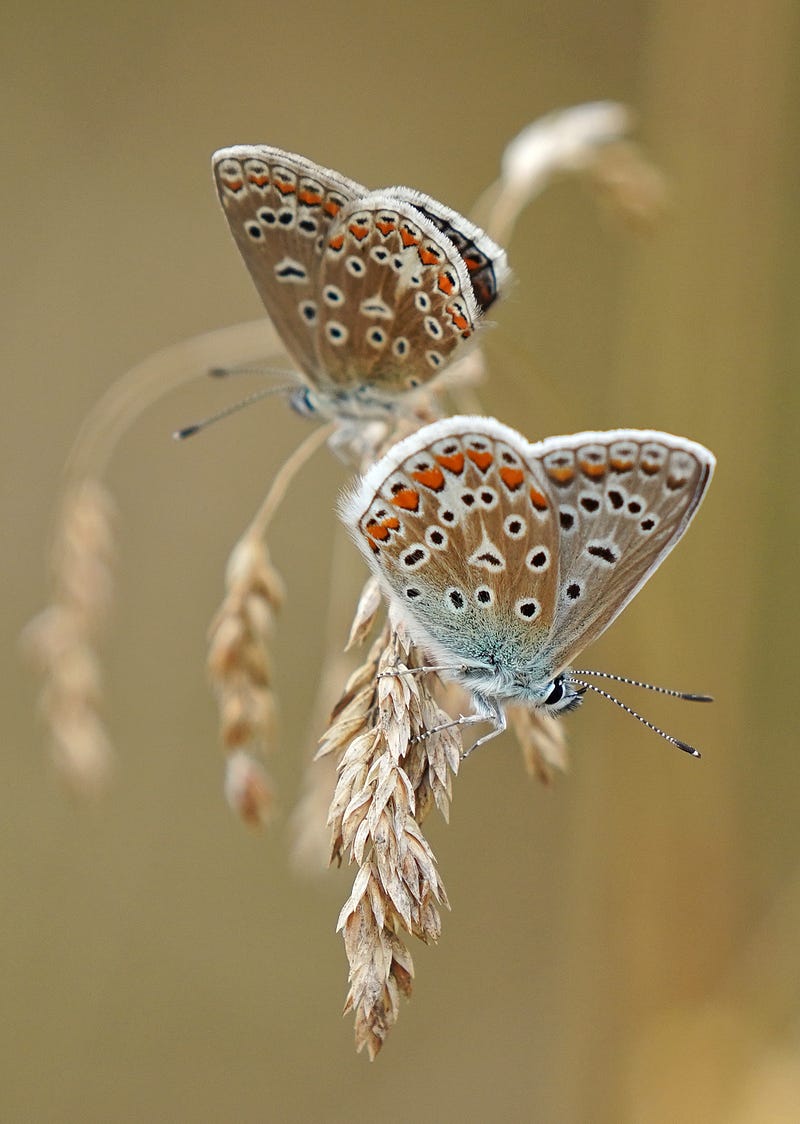 Butterfly house at Florida Museum