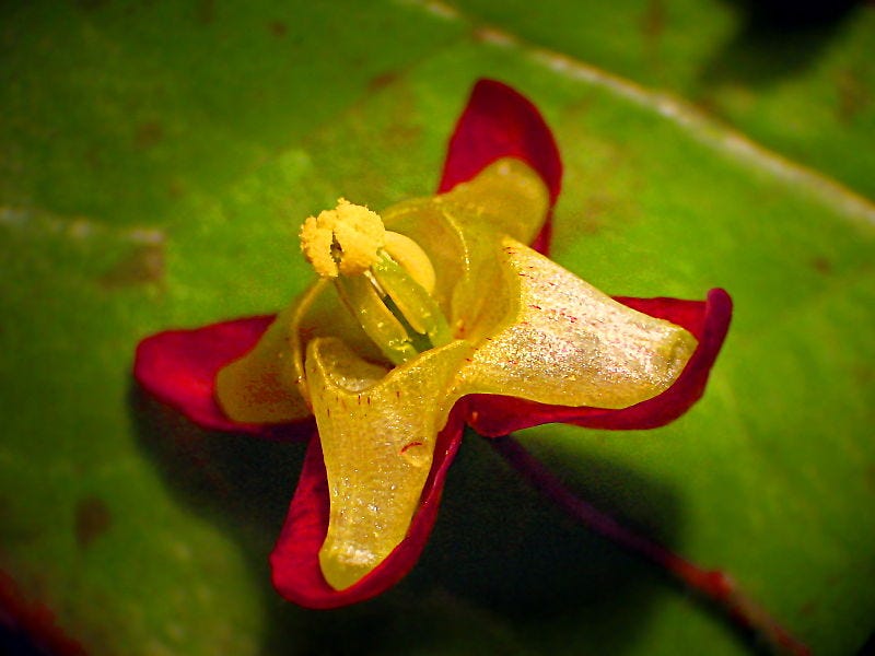 Epimedium alpinum flower, a source of icariin