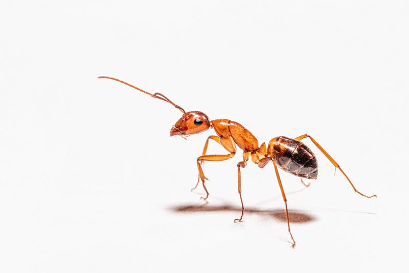 Ants in cancer detection research