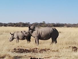 Rhinos and their midden