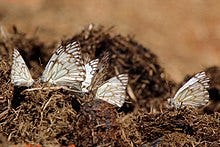 Butterfly on a rhino midden