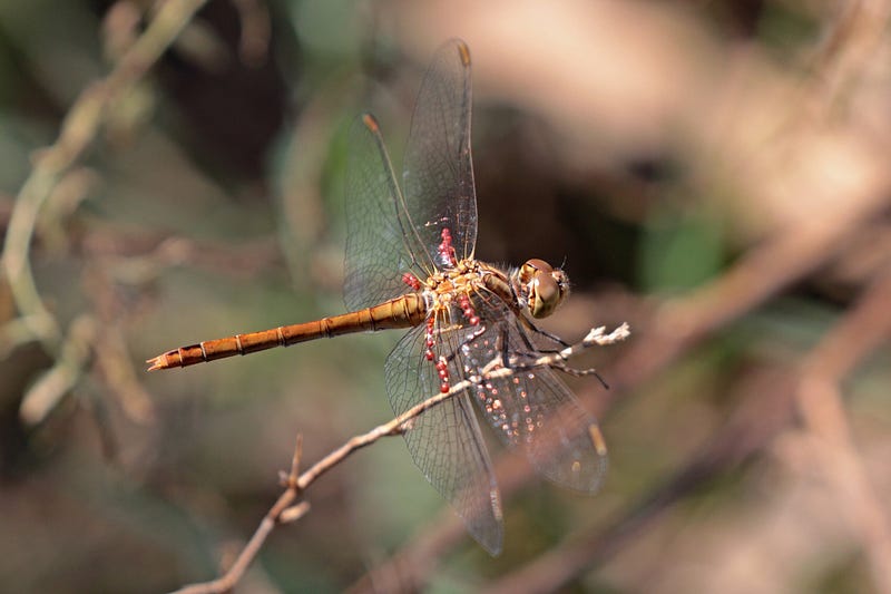 Dragonfly larvae as indicators of mercury pollution