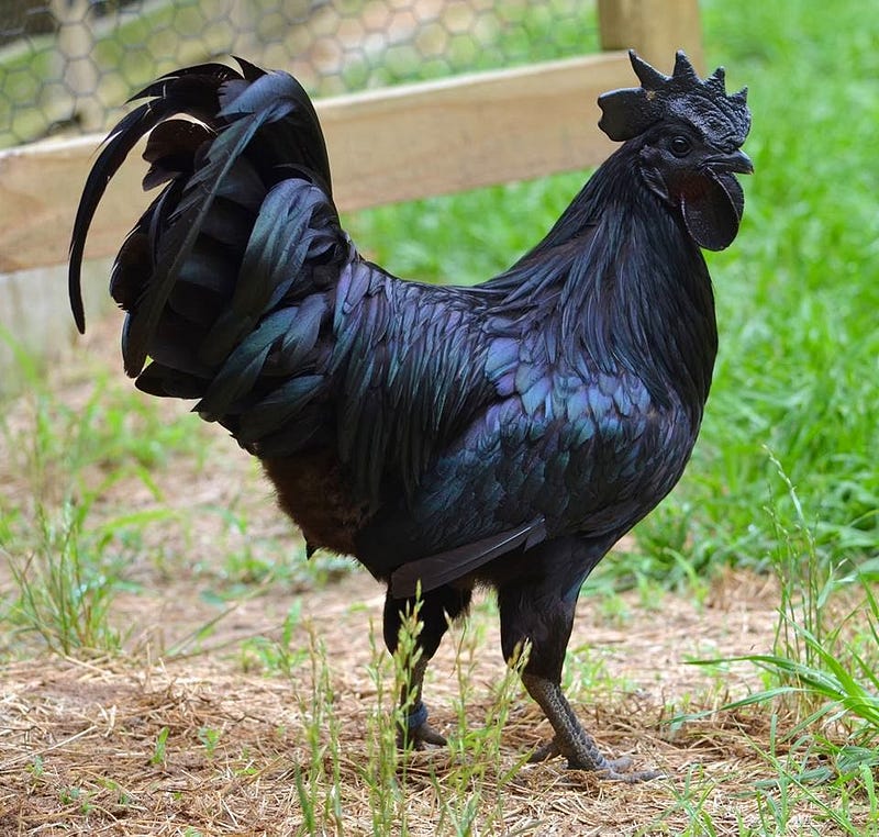 Ayam Cemani chicken showcasing its unique black feathers