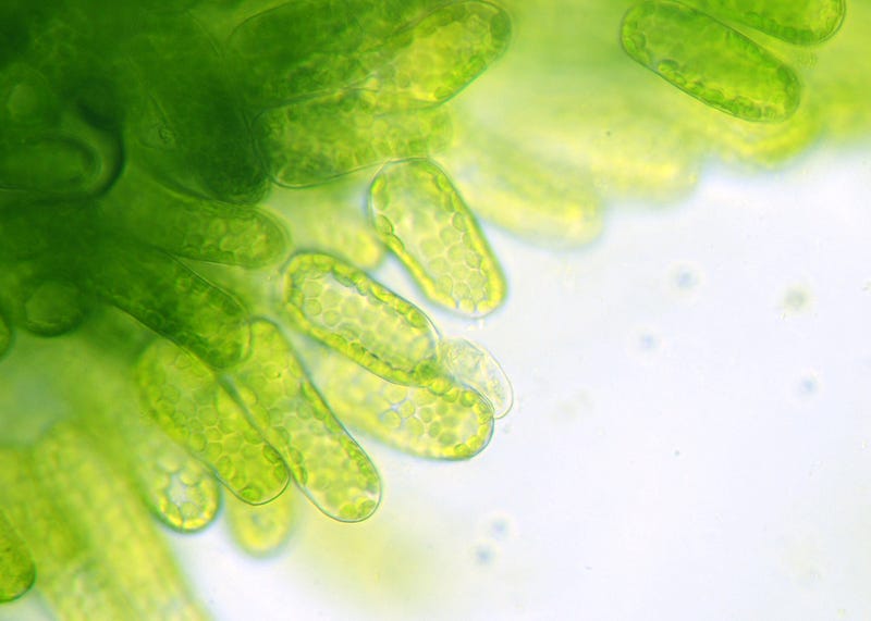 Chlorophyll in plant cells