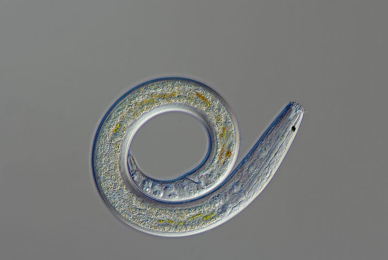 Parasitic roundworm and its impact