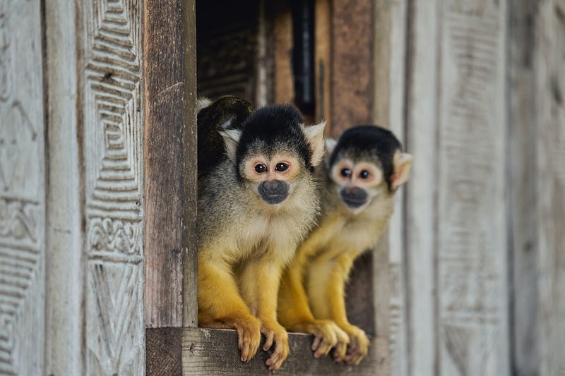 Female monkeys enjoying companionship