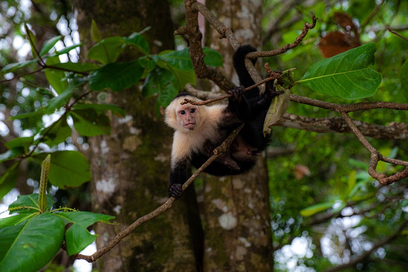 Capuchin monkeys interacting playfully