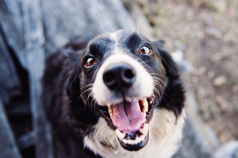 Dog with brown eyes looking friendly