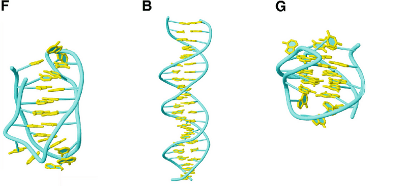 Various forms of DNA structures