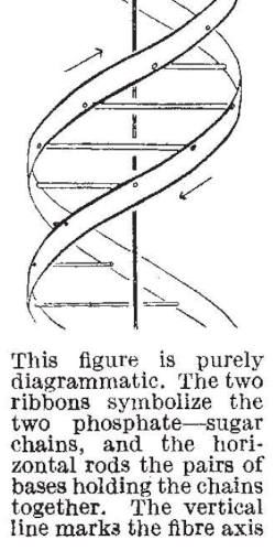 The famous double helix diagram from Watson and Crick's paper