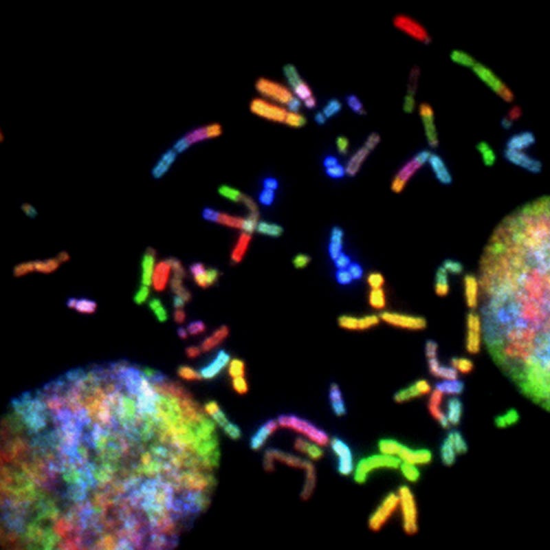 Chromosomes and their structure