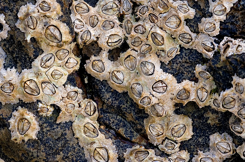 Barnacles on a rocky shore