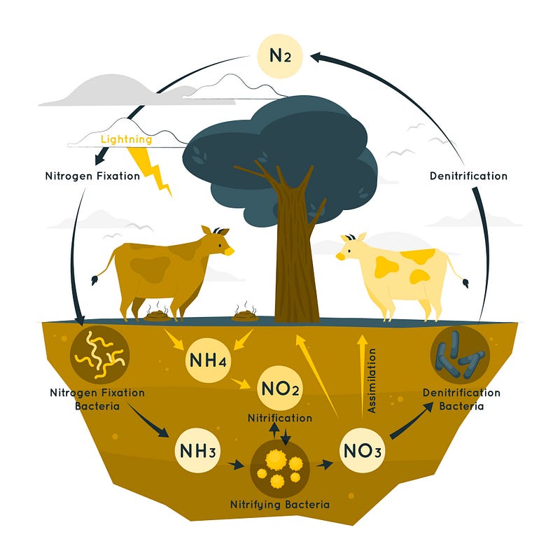 Diagram illustrating the nitrogen cycle in aquariums.