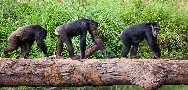 Chimpanzees demonstrating social behavior