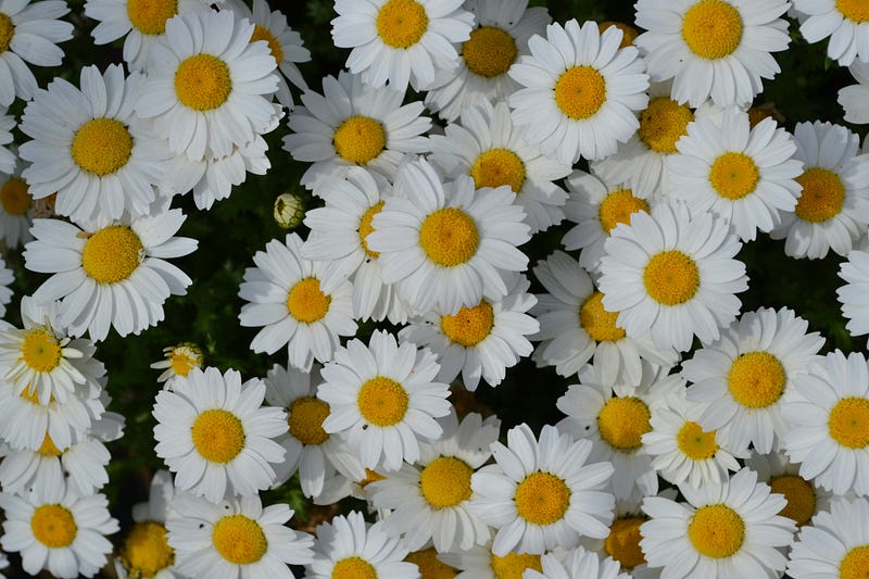 Daisies glistening in morning dew