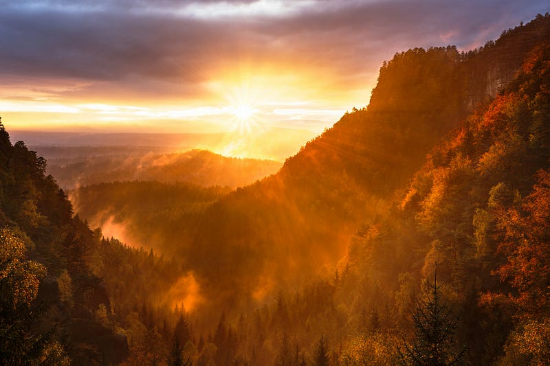 A beautiful sunrise breaking through the trees